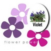 African Violet Infusion